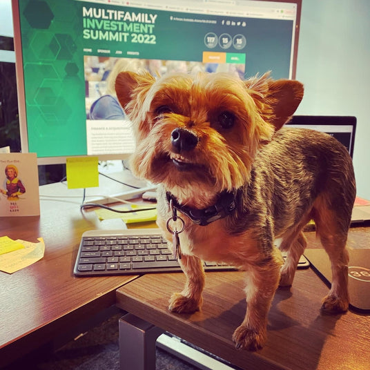 A cute Yorkie dog standing on a desk with a computer, highlighting a multitasking workspace.