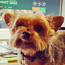 Cute dog sitting at a desk, bringing joy to the workplace.